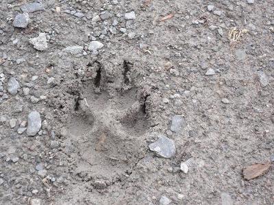 Large paw print