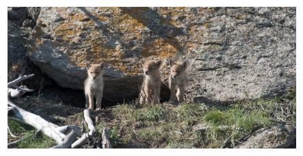Young Coyote cubs against a background of rocks