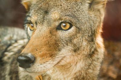 Coyote close-up