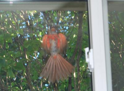 Crazy Cardinal