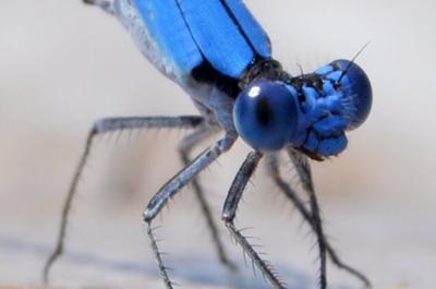 Close up of Damselfly