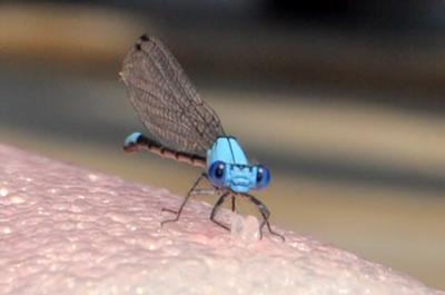 Blue Damselfly