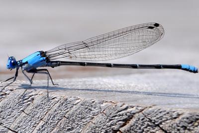 Damselfly