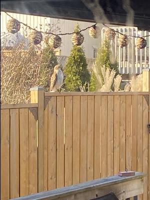 Hawk on the fence