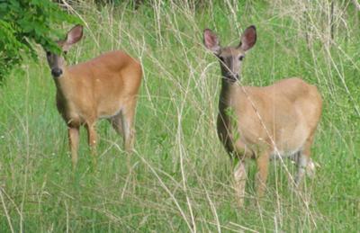 Deer along the Trails