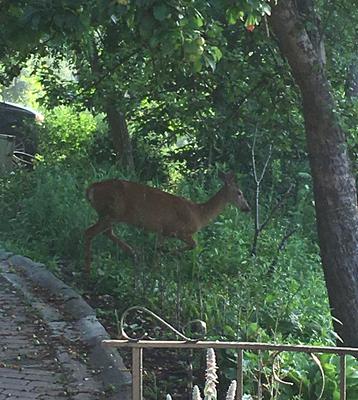 Doe eating apples on the driveway