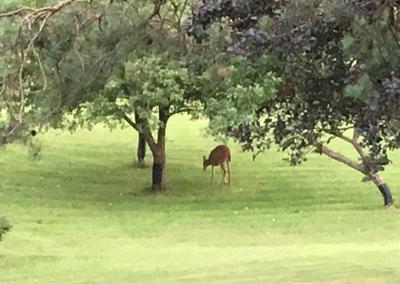 Eating apples in the orchard