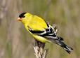 Male Goldfinch