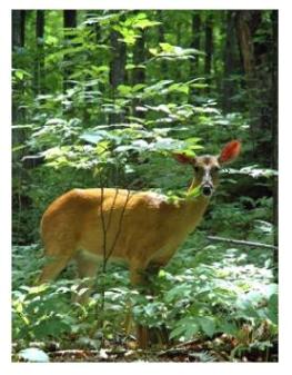 White tailed deer in the forest at Sunnybrook Farm in St Thomas Ontario