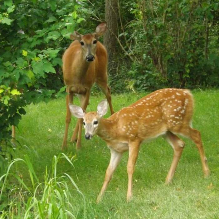 White tailed deer and fawn in the trees at 42815 Beck Line, St Thomas