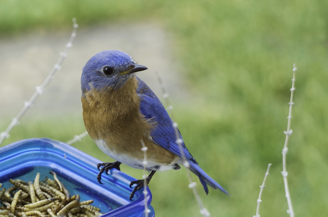 Little Eastern Bluebird sitting on a container of mealworms