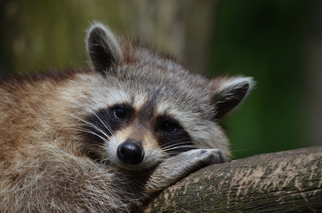 Raccoon resting on a log looking sleepy