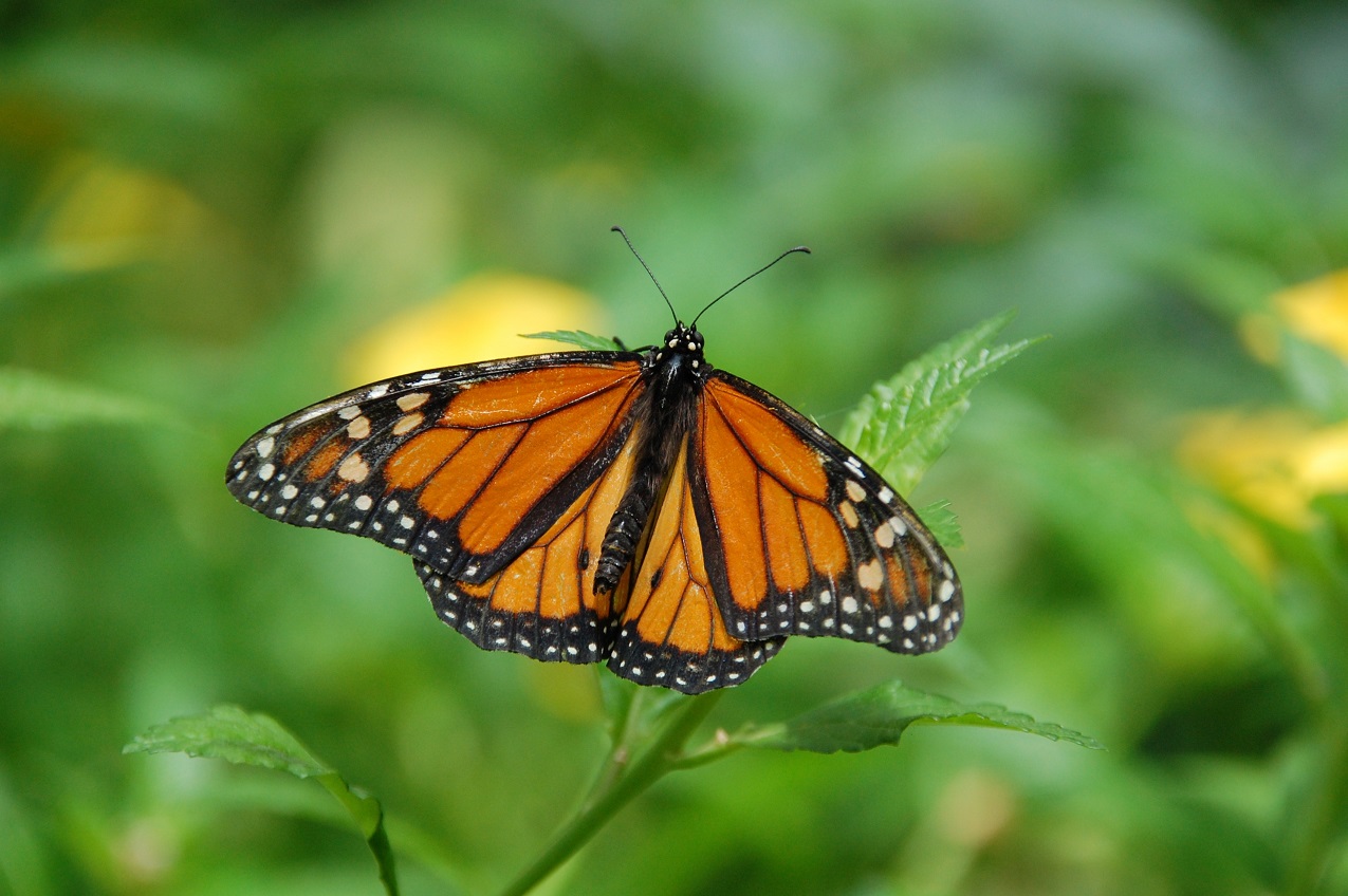 Monarch Butterfly showing lovely colours of orange and black