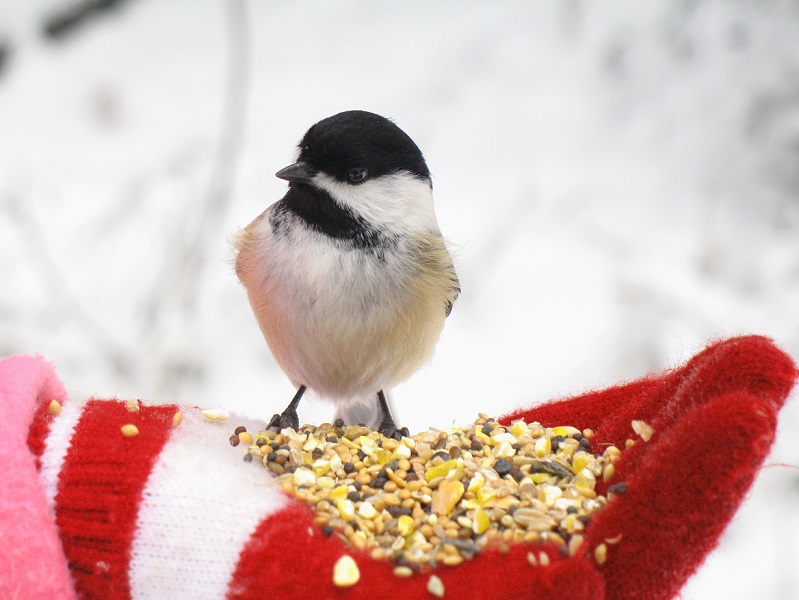 chickadee on red gloved hand