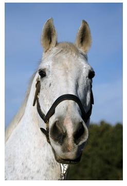 Close up of gray Horse in Ontario, Canada