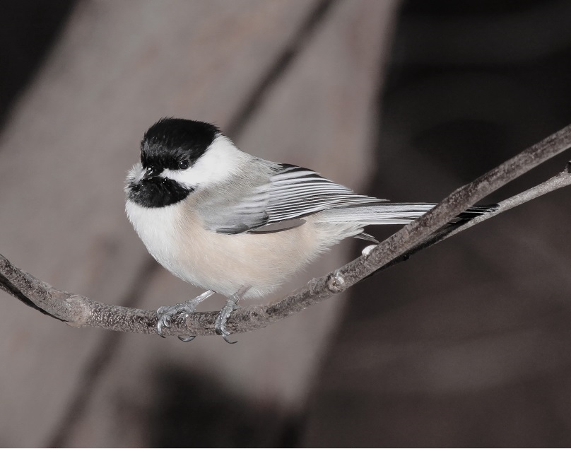 chickadee on a twig