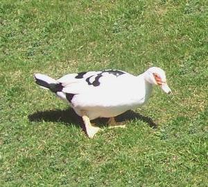 Muscovy duck male