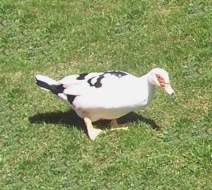 Muscovy duck male