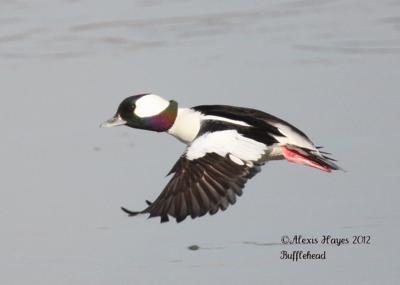 Bufflehead