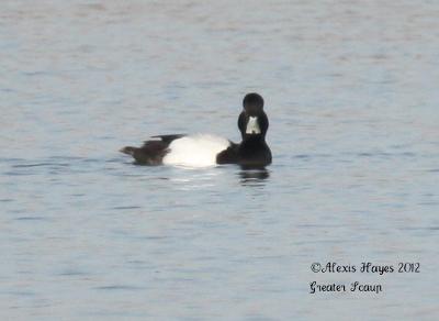 Greater Scaup