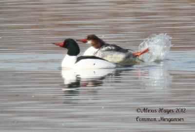 Common Merganser