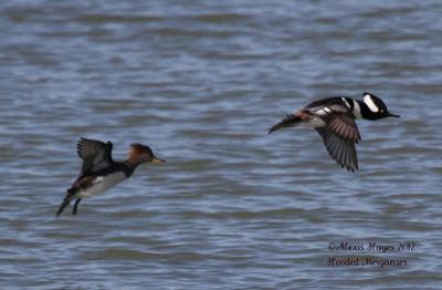 Hooded Merganser