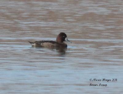 Lesser Scaup