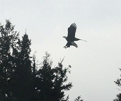 Eagle in flight