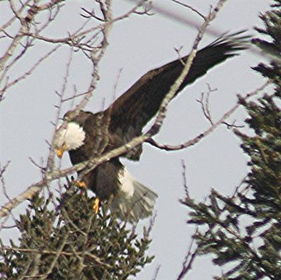 Landing on a tree