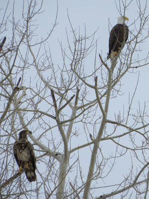 One Adult Bald Eagle and one juvenile