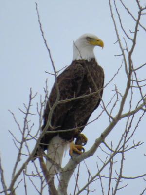 Bald Eagle in Perth County