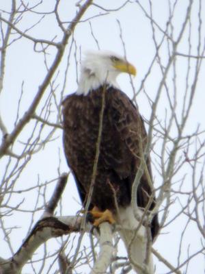 Bald Eagle