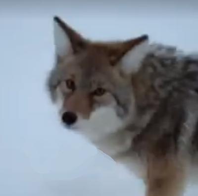 Coyote in the snow