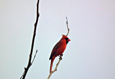 Cardinal