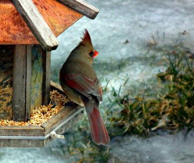 Female Cardinal