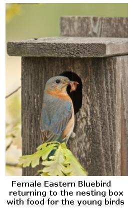 Eastern Bluebird with a Bluebird house, Ontario, Canada