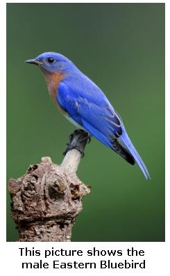 beautiful Eastern Bluebird - Male, Ontario, Canada