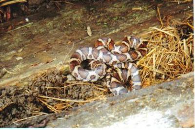 Eastern Fox Snake