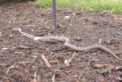 Eastern Milk Snake