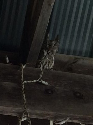 Eastern Screech Owl