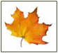 Maple leaf of Fall in Ontario