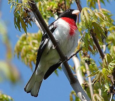 Rose Breasted Grosbeak