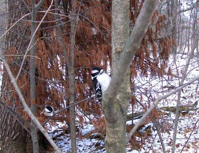 Woodpecker and Chickadee