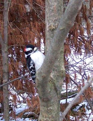 Woodpecker