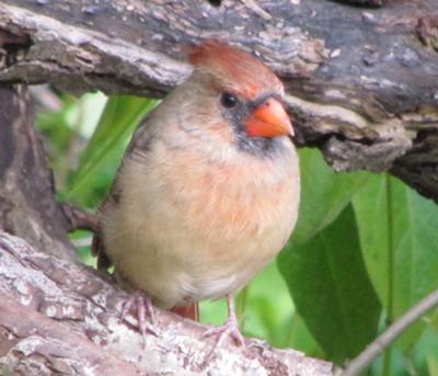 Young Cardinal