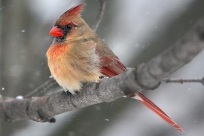 Female Northern Cardinal 