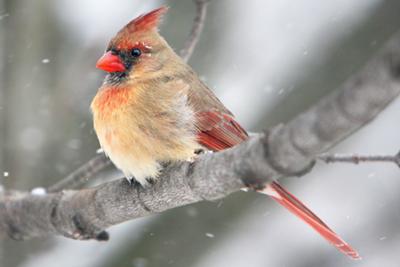 Female Northern Cardinal