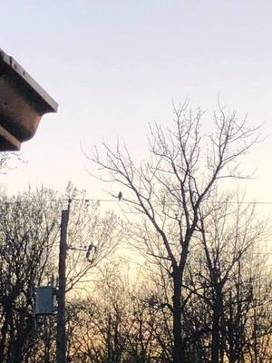 Finally spotted him or her I hear this Owl all the time