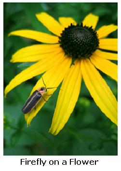 Firefly on a yellow flower