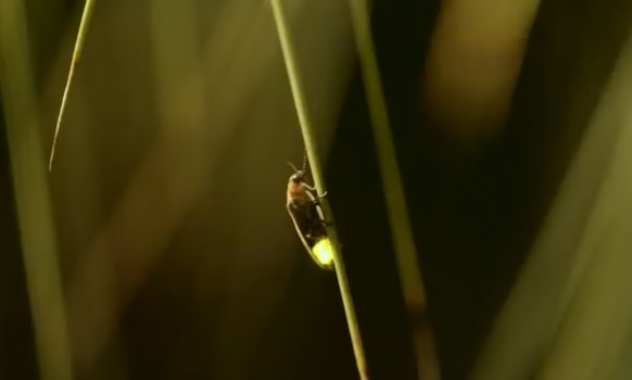 Firefly glowing on a blade of grass